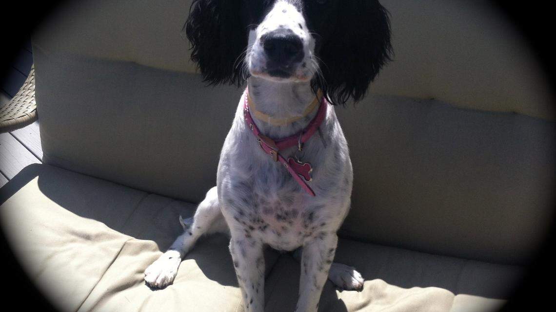 Dog fetches help for Richland woman with broken ankle