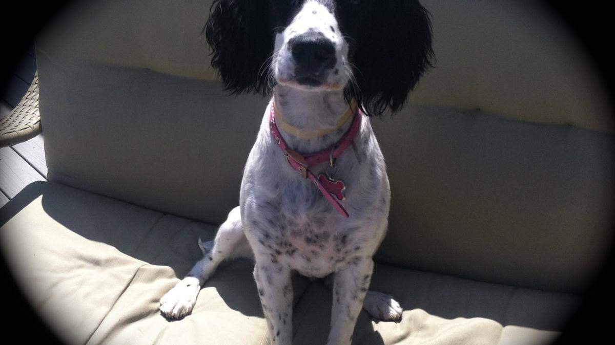 Molly, an English Springer Spaniel, is a hero to her owner, Candace Monasmith.