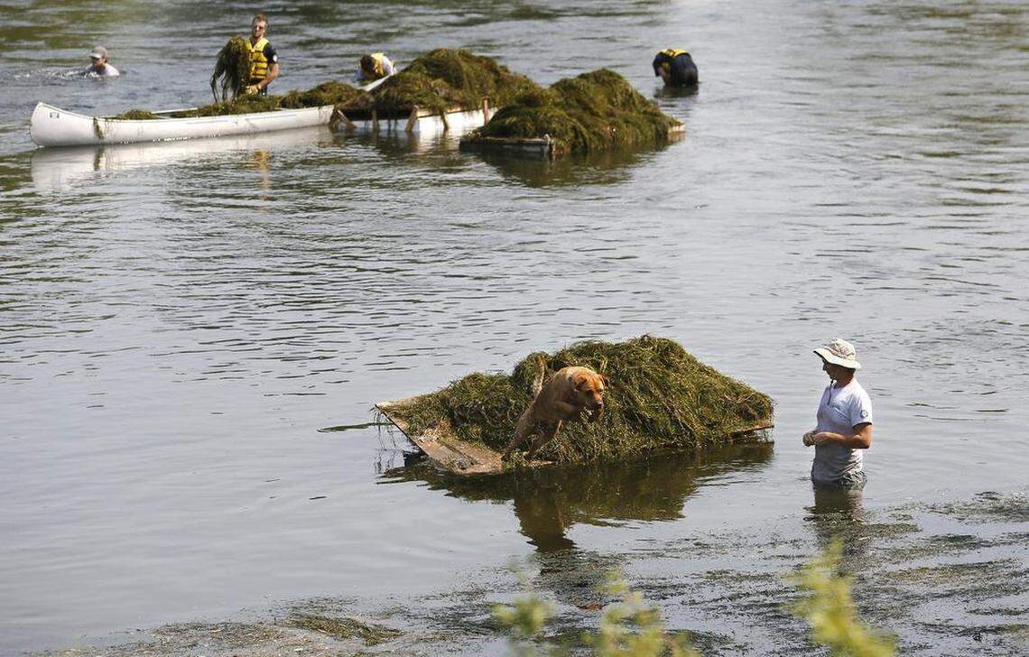 Crew members with the Washington Conservation Corps pull stargrass out of the Yakima River at Benton City in August 2015.
