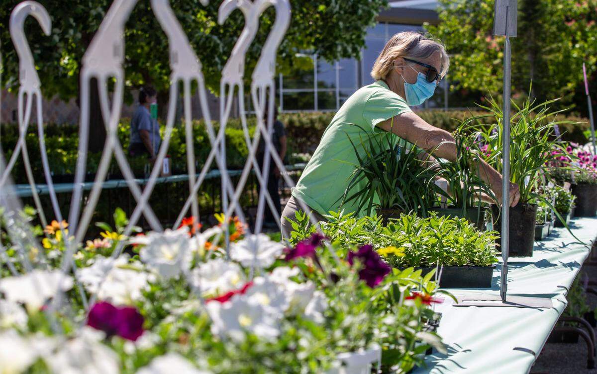 WSU Master Gardener program intern Diana Shankle helps set up the Master Gardener plant sale tables in 2021.