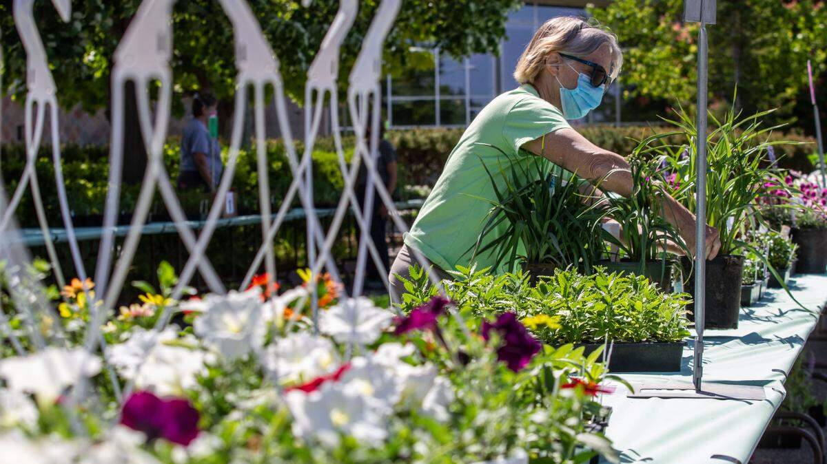 WSU Master Gardener program intern Diana Shankle helps set up the Master Gardener plant sale tables in 2021.