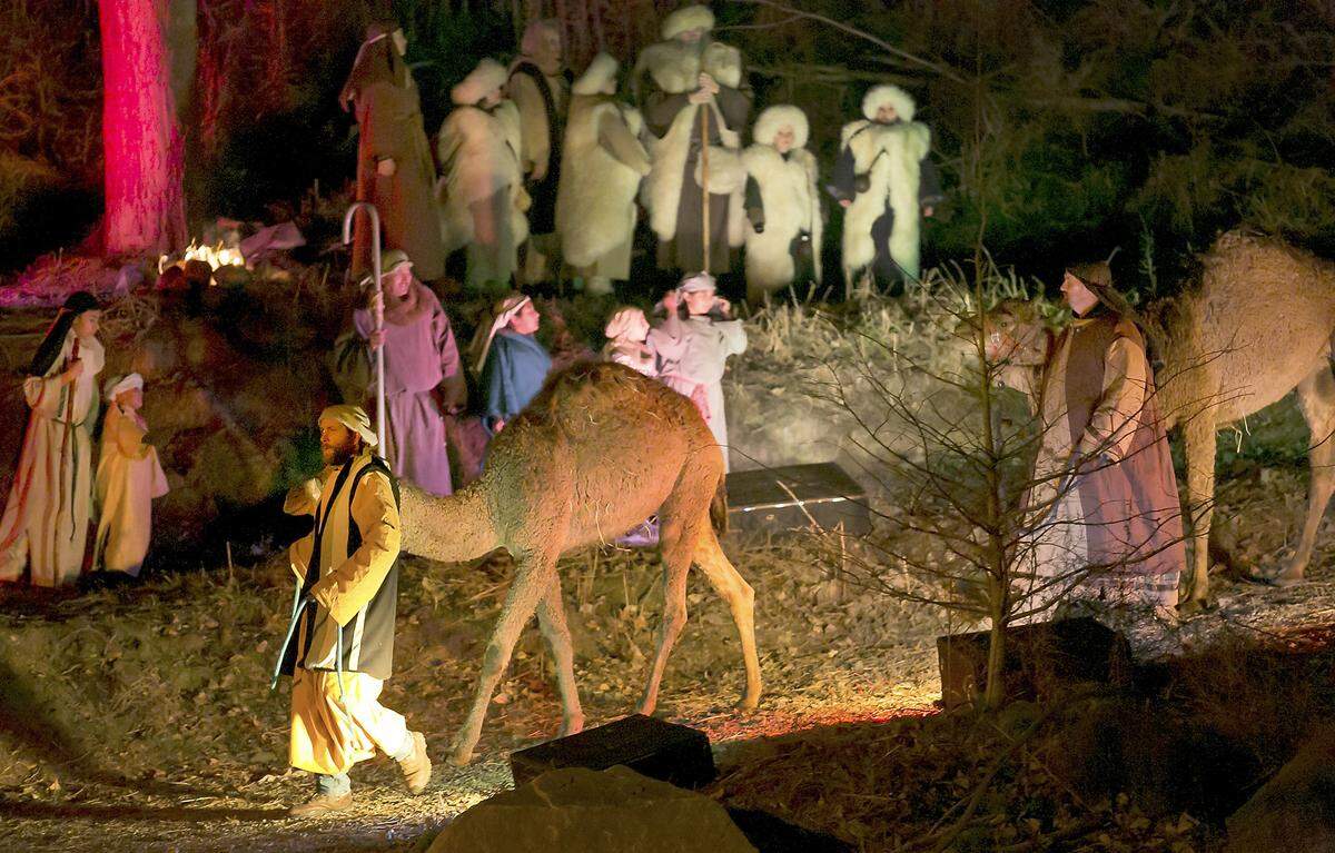 Live camels are used in the annual presentation of the ‘Living Nativity’ by Hillspring Church in Richland.