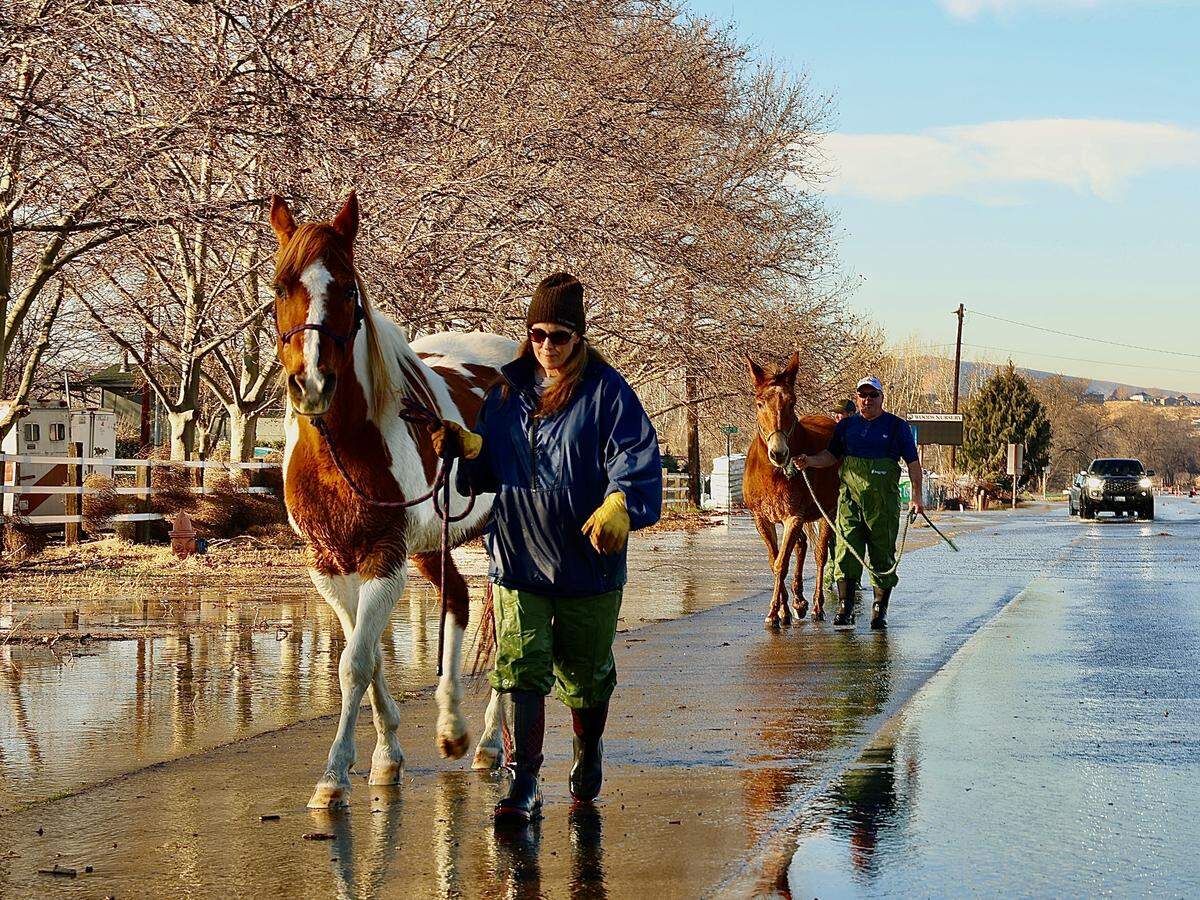Dee and Darin Judy lead their horses to safety from the Yakima River flood down Van Giesen Street in Richland on Saturday.