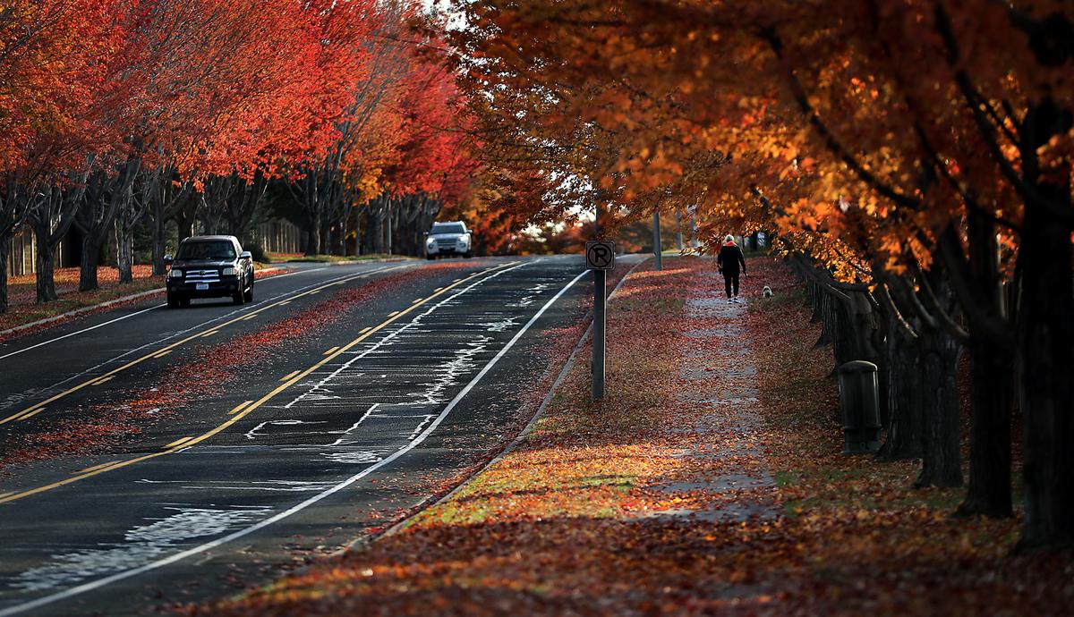 Drivers and a dog walker move under a crown of fall color on the tree-lined section of West Fourth Avenue near South Joliet Street in west Kennewick. 