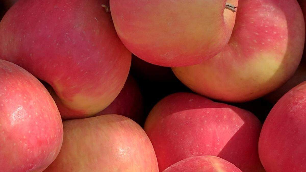 “Featuring a pink blush over a yellow background, WA 64 combines qualities of Honeycrisp and Cripps Pink for a firm, crisp, sweet and tart bite.”