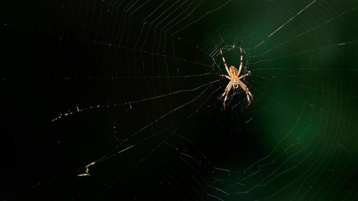 Here are the good and bad bugs to keep an eye out for this spring in eastern Washington