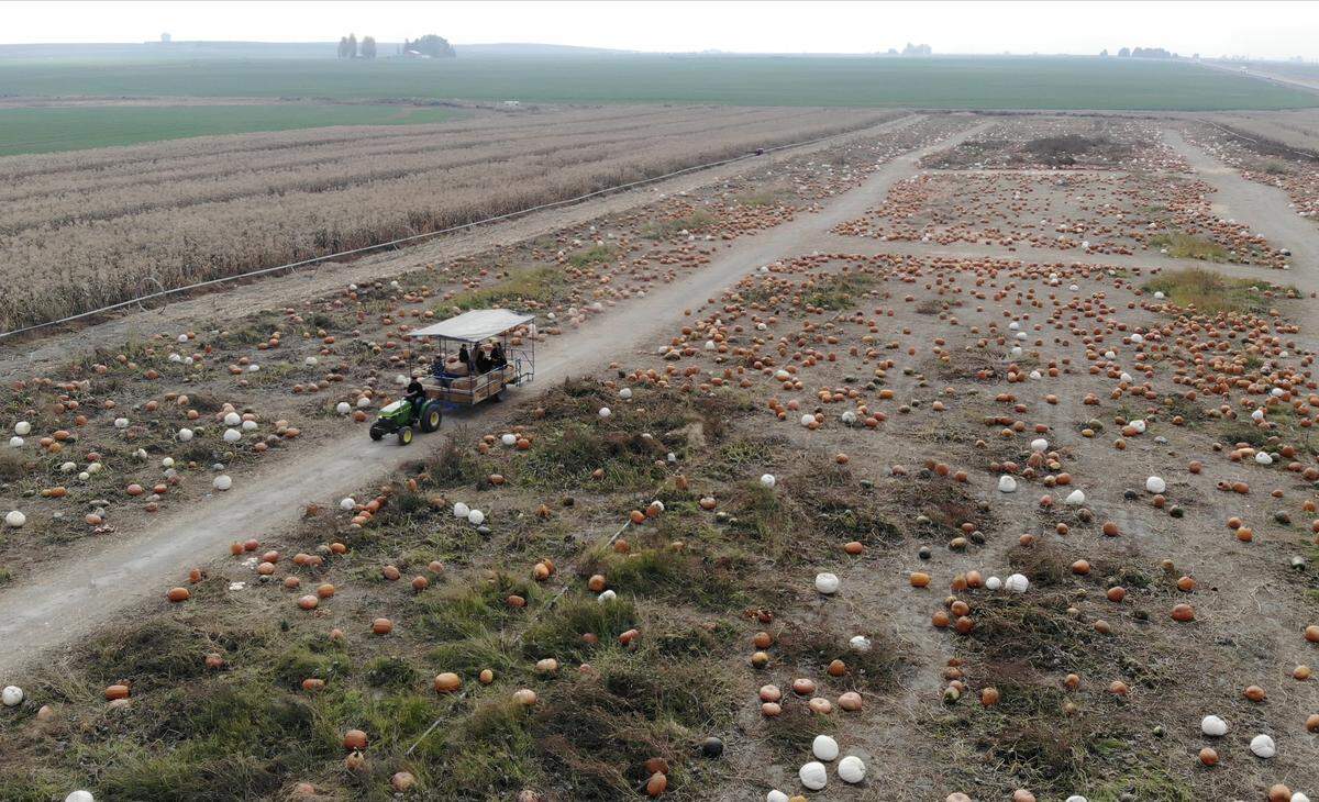 A group takes a hay ride through the Country Mercantile’s pumpkin patch in Pasco. The store’s Harvest Festival opens Sept. 26 and runs through Oct. 31.