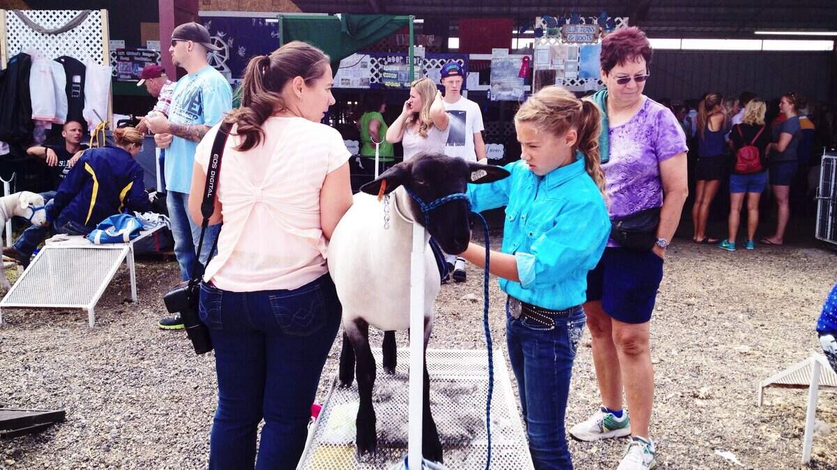 Hannah Shoemaker, 11, of Pasco, brushes her sheep as she gets ready for the 4H show at the Benton Franklin Fair & Rodeo.