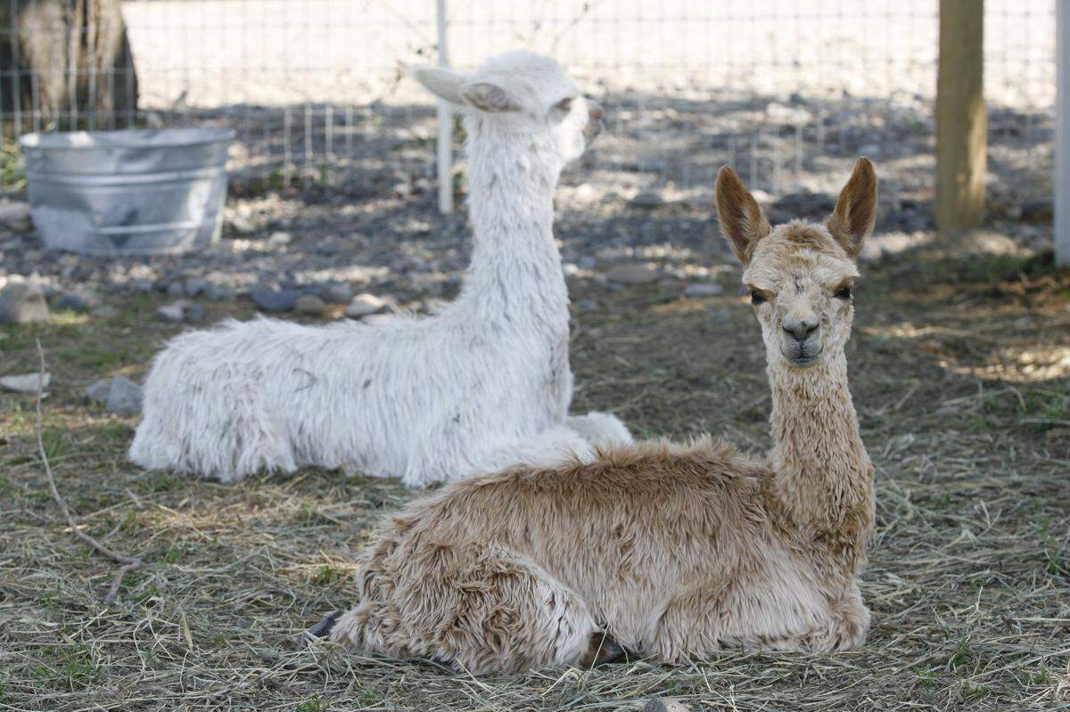 Sandollar Farms in Kennewick breeds suri alpacas and Great Pyreneese dogs. Farm tours are available. Kai-Huei Yau/Herald #28
