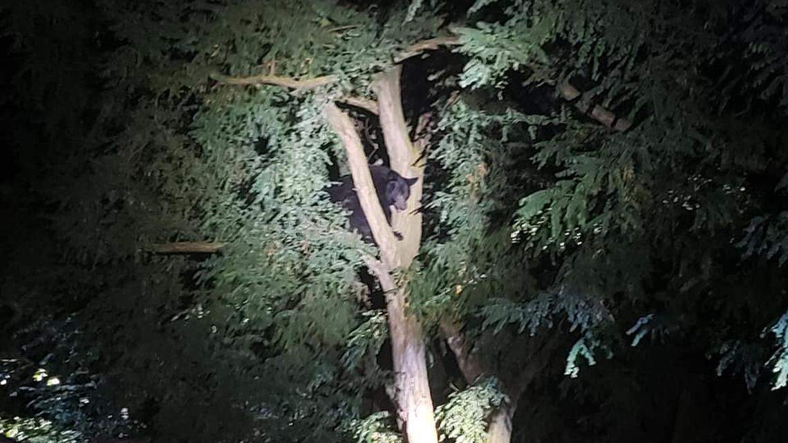 A bear climbed into a tree in the yard of a Walla Walla County home Thursday night.