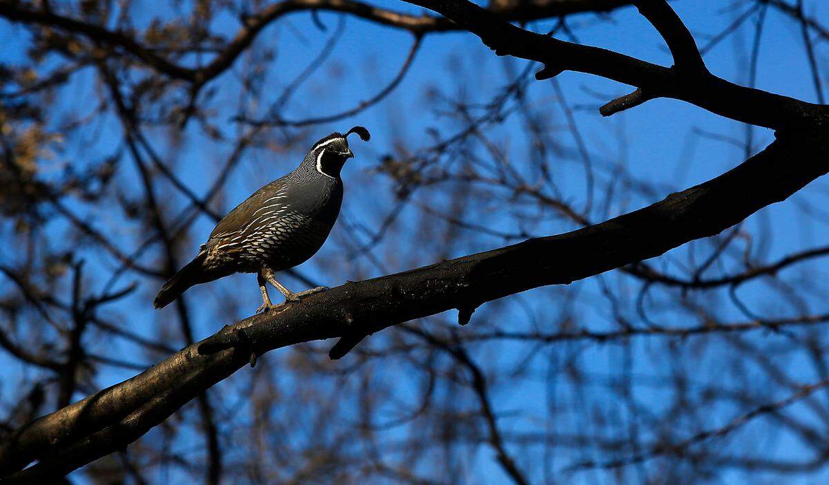 A California Quail balances on a charred tree branch early Monday morning following the previous days’ brush fire in Zintel Canyon in Kennewick.