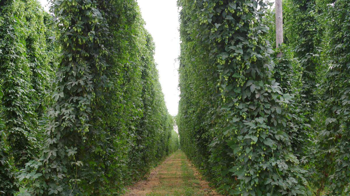 Hop bines form picturesque green curtains as they climb trellises during the growing season. Washington growers planted 15% fewer acres in 2024, following a 10% cut in 2023 as the industry contends with a hop glut and chilling demand for beer.