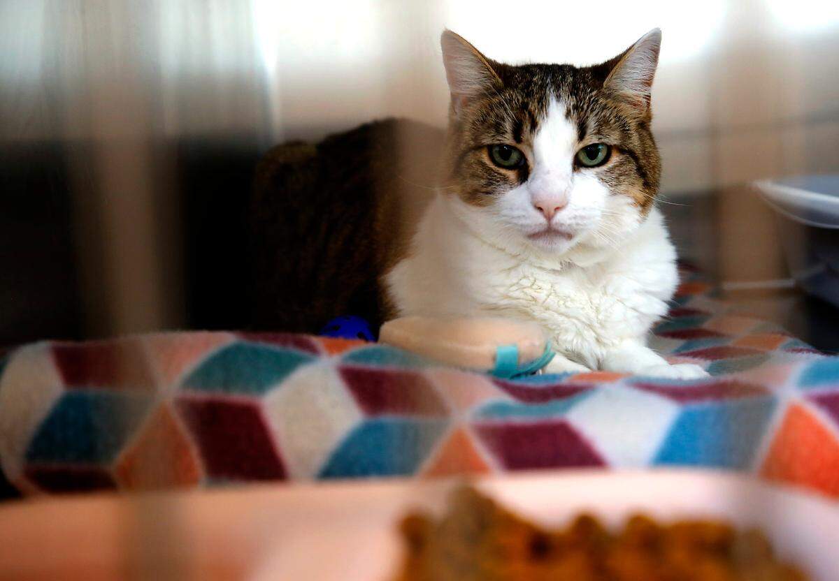 A brown and black domestic shorthair female cat peers out from a kennel inside the new Tri-Cities Animal Shelter in Pasco. About 30 cats were moved into their new quarters over the weekend.
