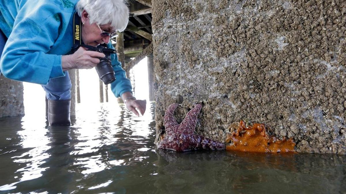 Volunteer Barb Erickson photographs a mature sea star on a piling on Washington’s Hood Canal near Poulsbo. Researchers say that there’s evidence that juvenile sea stars, while not entirely immune, may be less susceptible to a virus fingered as the likely culprit of the sea star wasting disease, a sickness that has devastated about 20 species of sea stars from Alaska to Baja California since it was first reported off the Washington coast in June 2013.