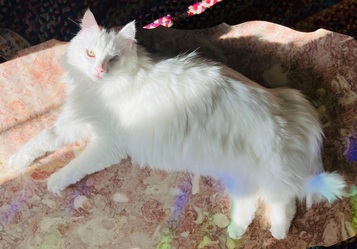 Bubs is somewhere between 11- and 13-years-old, based on veterinary estimate.