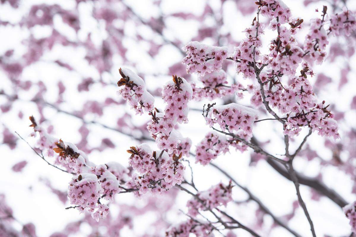 Tree blossoms are frosted in snow that blanketed the Tri-Cities on Saturday. The early morning snowstorm left about an inch of snow across the region. Slick roads caused several crashes in the area. The National Weather Service is predicting a 10 to 20 percent chance of more snow Sunday.