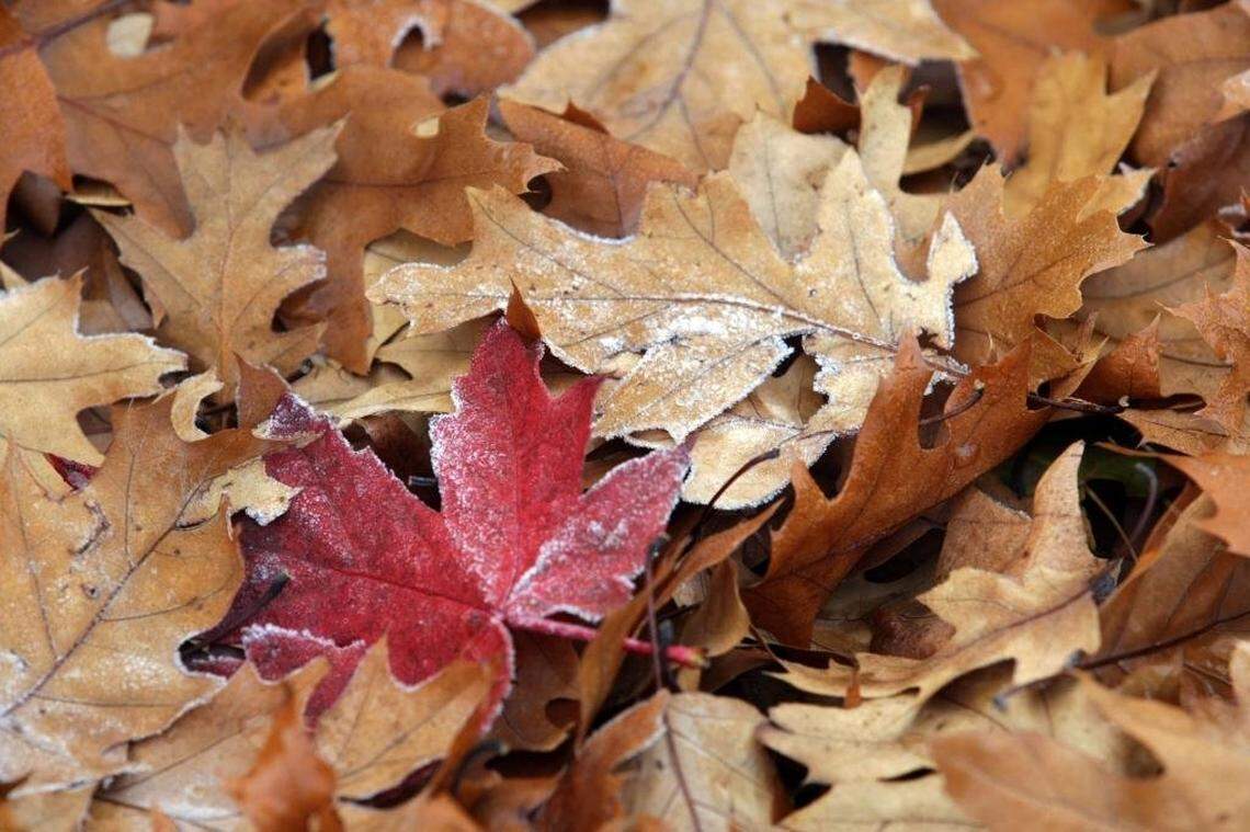 Frost decorates fall leaves in Tri-Cities.