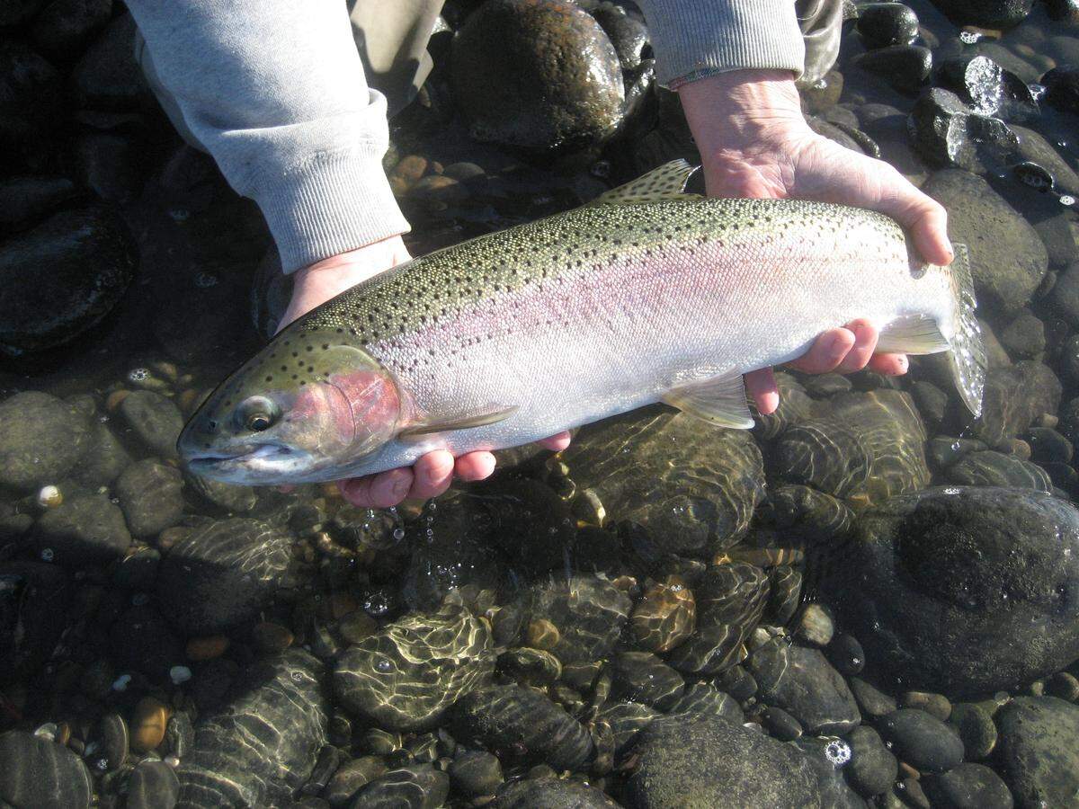 A steelhead that did not shake the fly is ready for release.