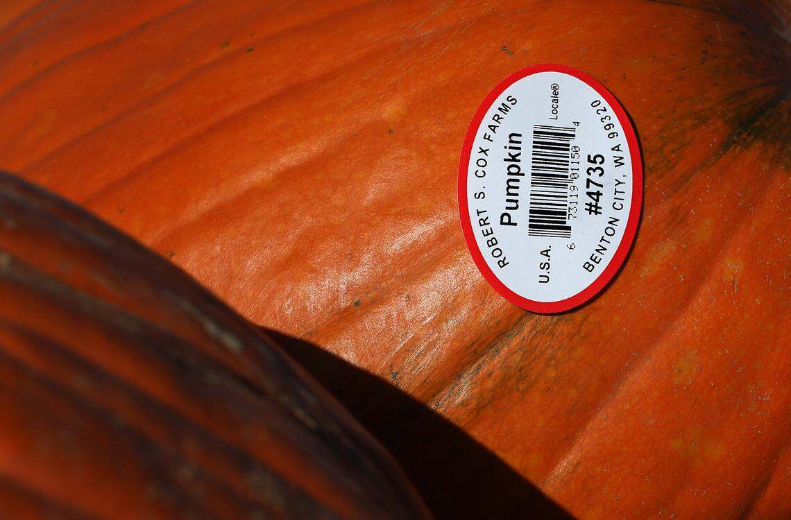 A carving pumpkin from the fields at Robert S. Cox Farms wears a barcode sticker ready for sale.