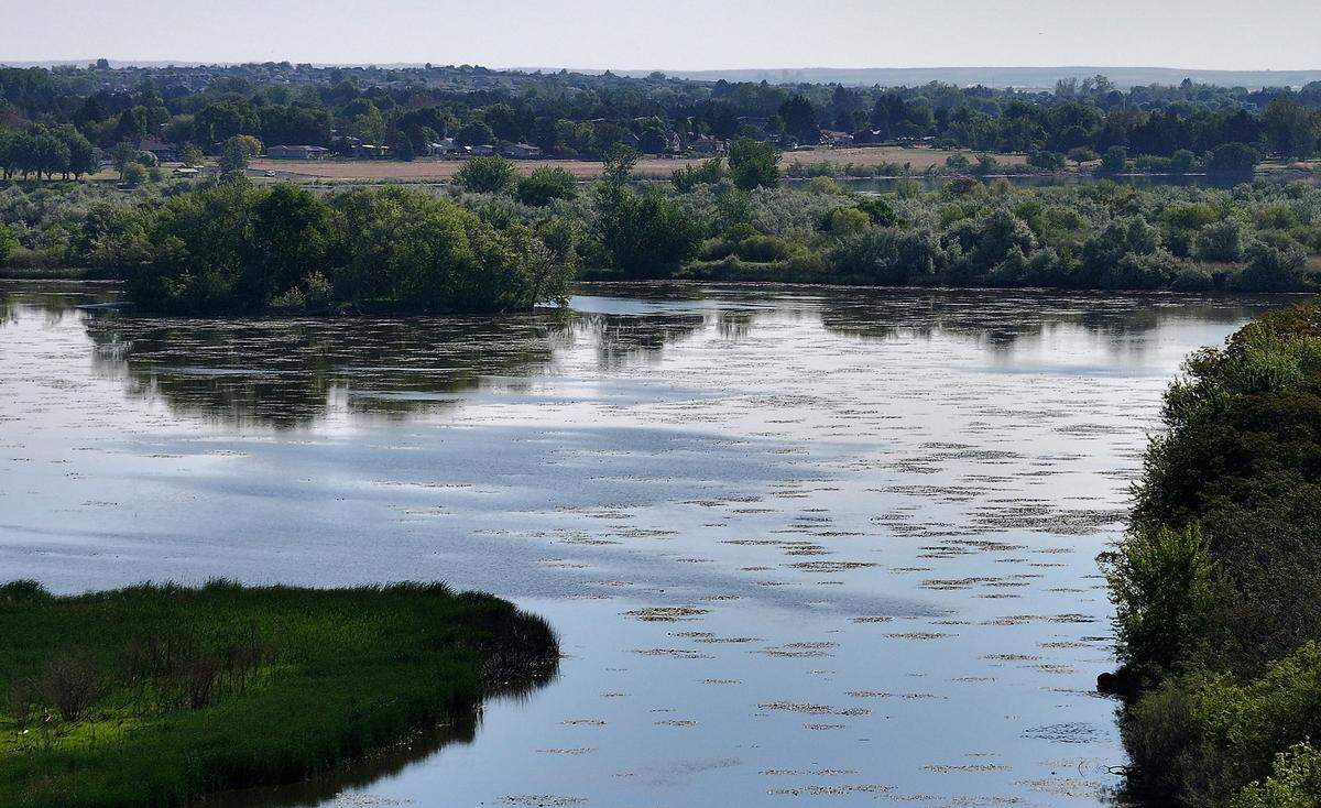 Aquatic growth in the backwater of the Yakima River near Bateman Island and Richland Wye area.