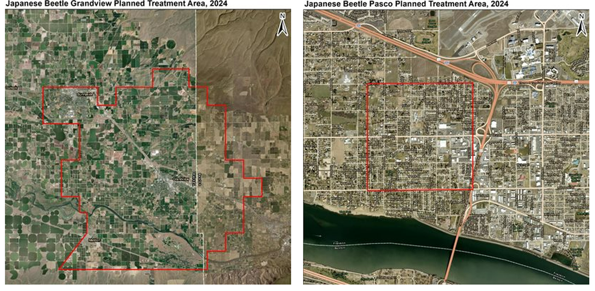 A square mile of Pasco and an area near Grandview that crosses the Yakima County line into Benton County were sprayed for the larvae of invasive Japanese beetles in 2024.