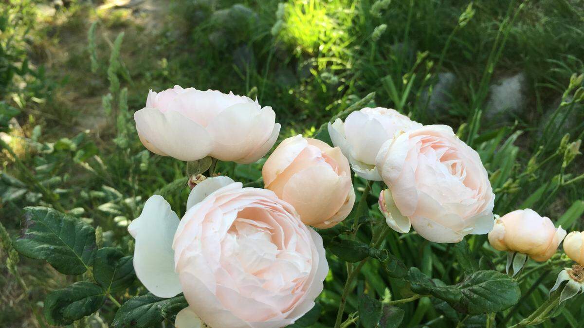 Delicate first blooms greet the morning sun in Lucy's rose garden.