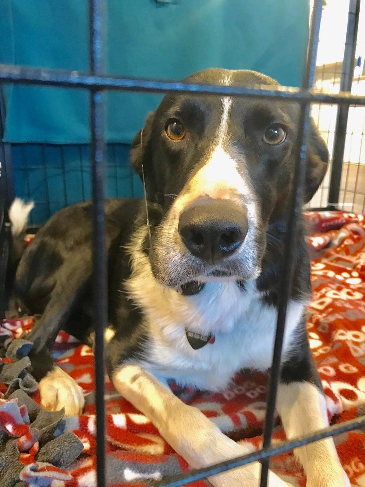 Jett needed to be treated after a rattlesnake bit him on his face. Luckily, he did have the rattlesnake vaccine.