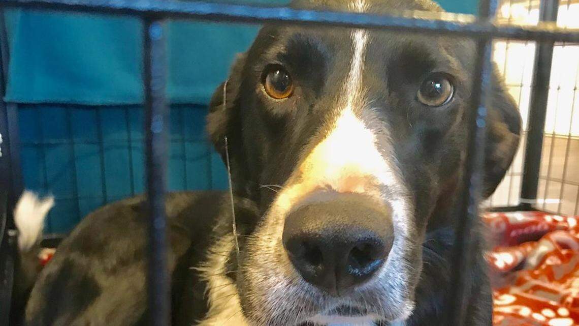 A rattlesnake bit her dog on Badger Mountain. This Richland woman wants her tale to help others