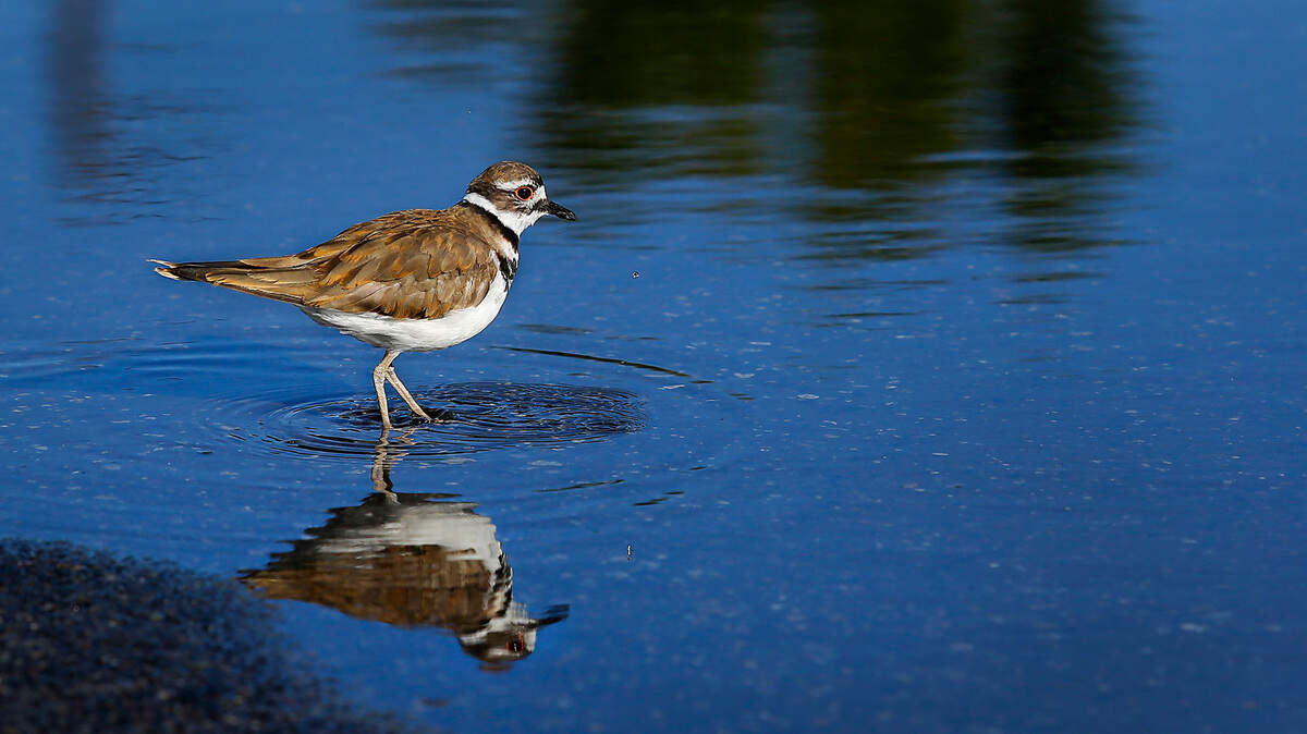 An image of a killdeer splashing in a puddle.