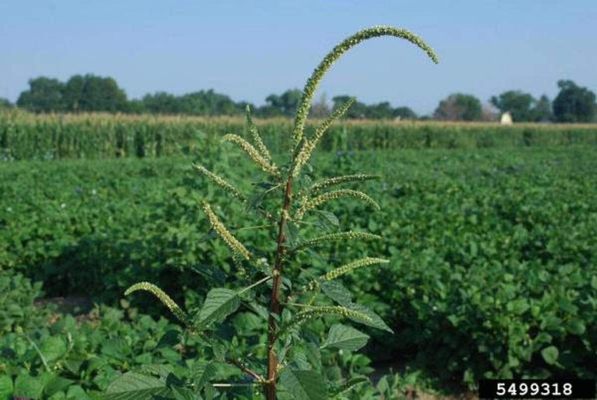 Palmer amaranth growing in a field.