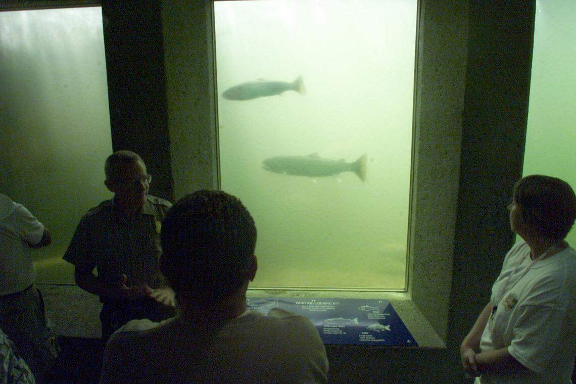 Fish viewing area at Ice Harbor Dam on the Snake River facility near Burbank.