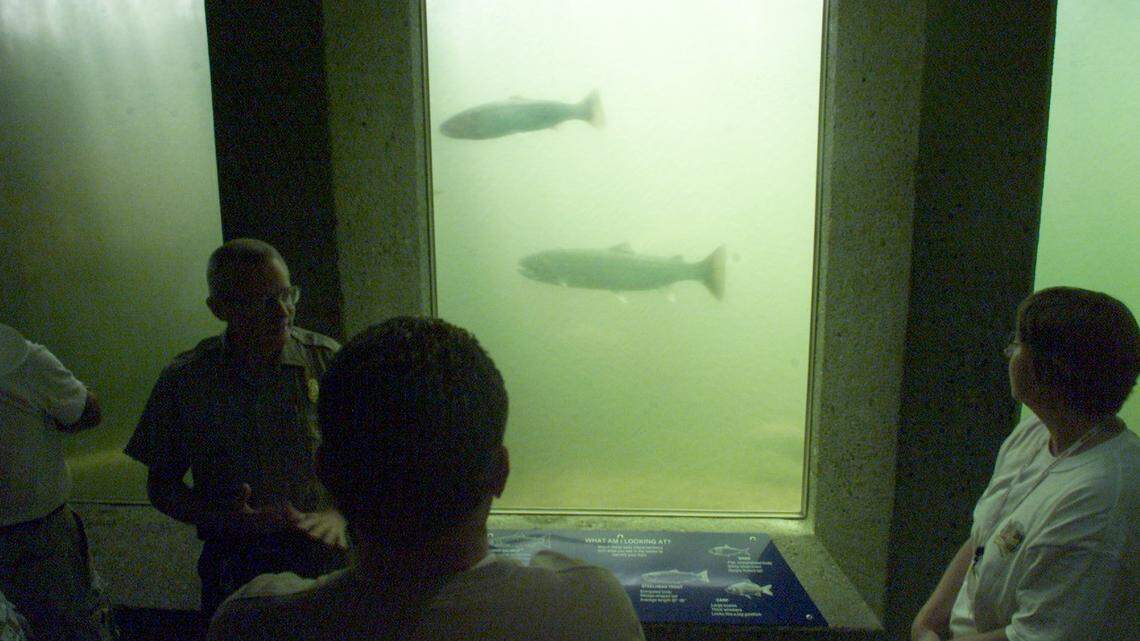 Fish viewing area at Ice Harbor Dam on the Snake River facility near Burbank.