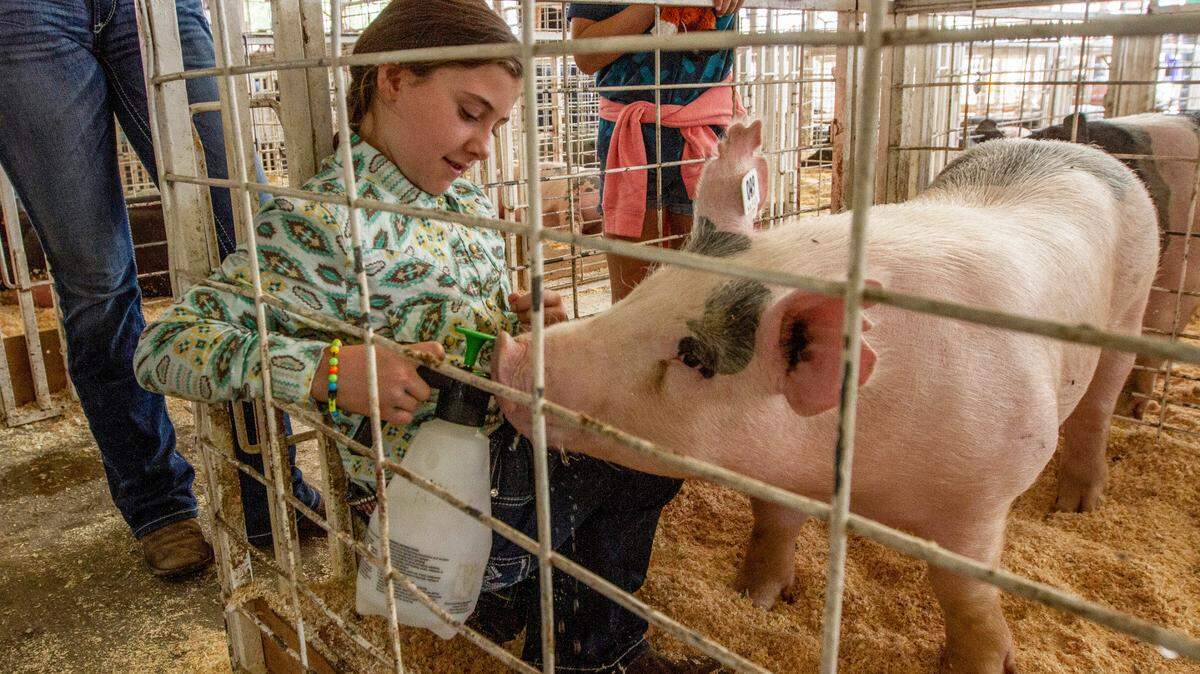 Scout Hatch, 10, of Pasco, gives her pig, Happy, a quick drink before the 4-H & FFA Market Stock Sale at the Benton Franklin Fair & Rodeo on Friday. This is Hatch’s first year raising and showing a pig.