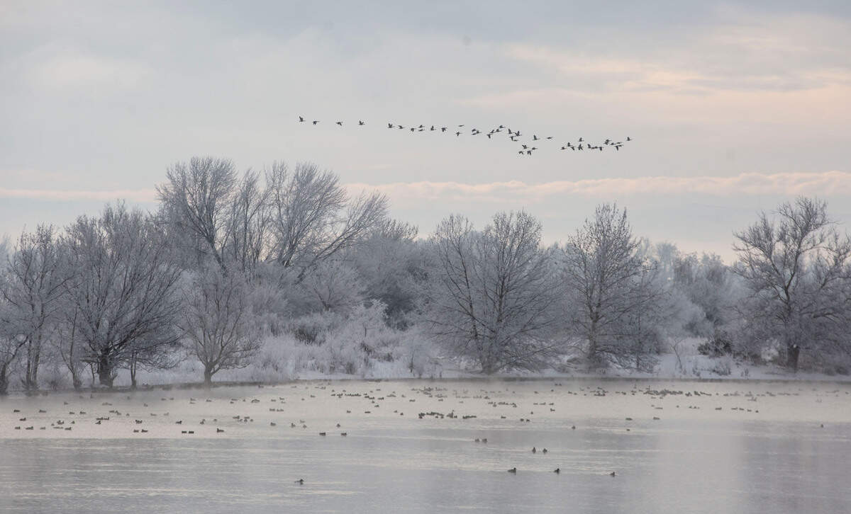 Birds flock around a small island in the Columbia River near Leslie Groves park in Richland.