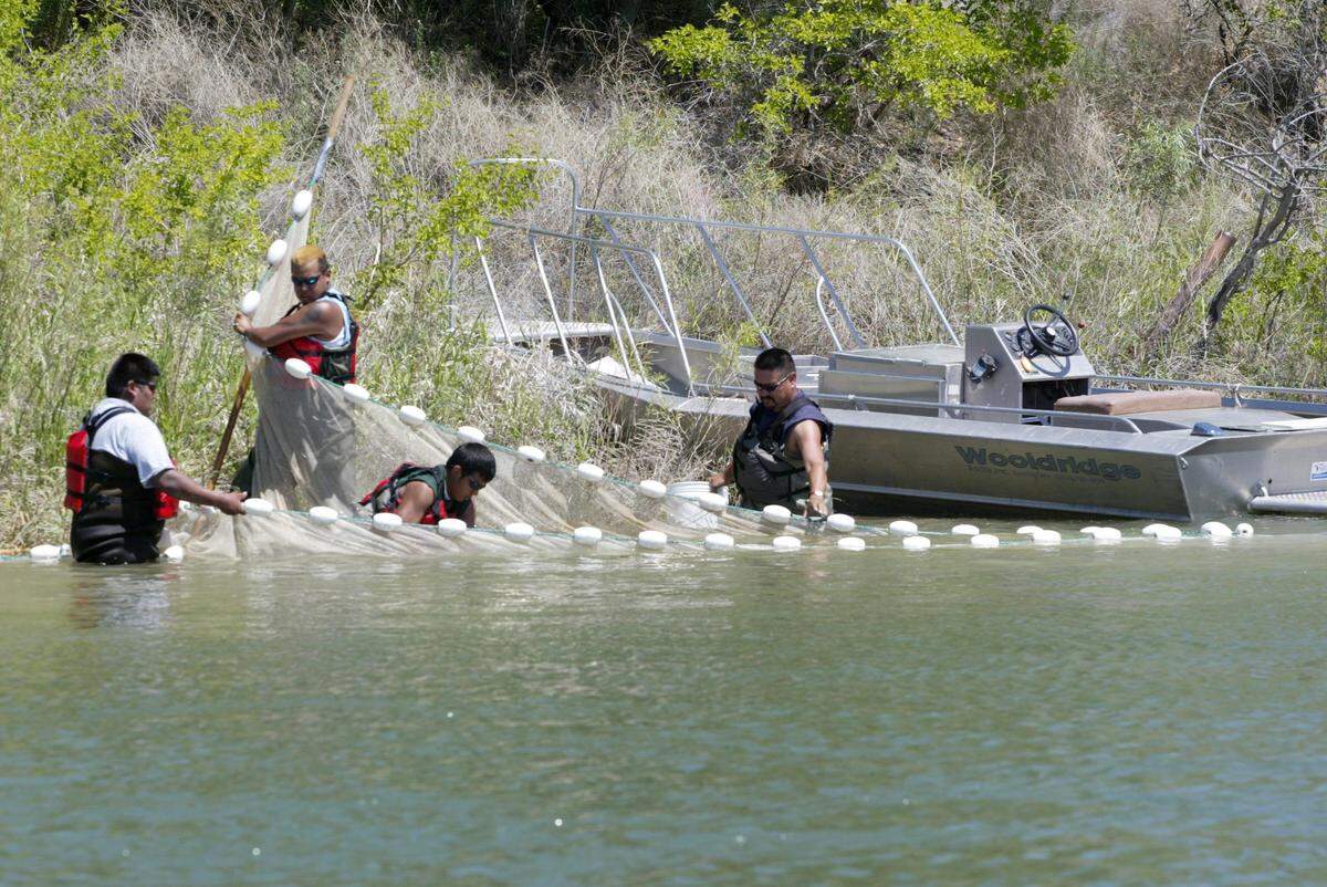 Members of the Yakama Nation Fisheries use a seine to capture juvenile salmon from the Columbia River on the Hanford Reach as part of a tagging study.