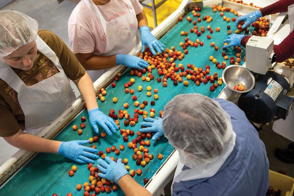Workers sort cherries for dehydration at Chukar’s Cherries in Prosser.