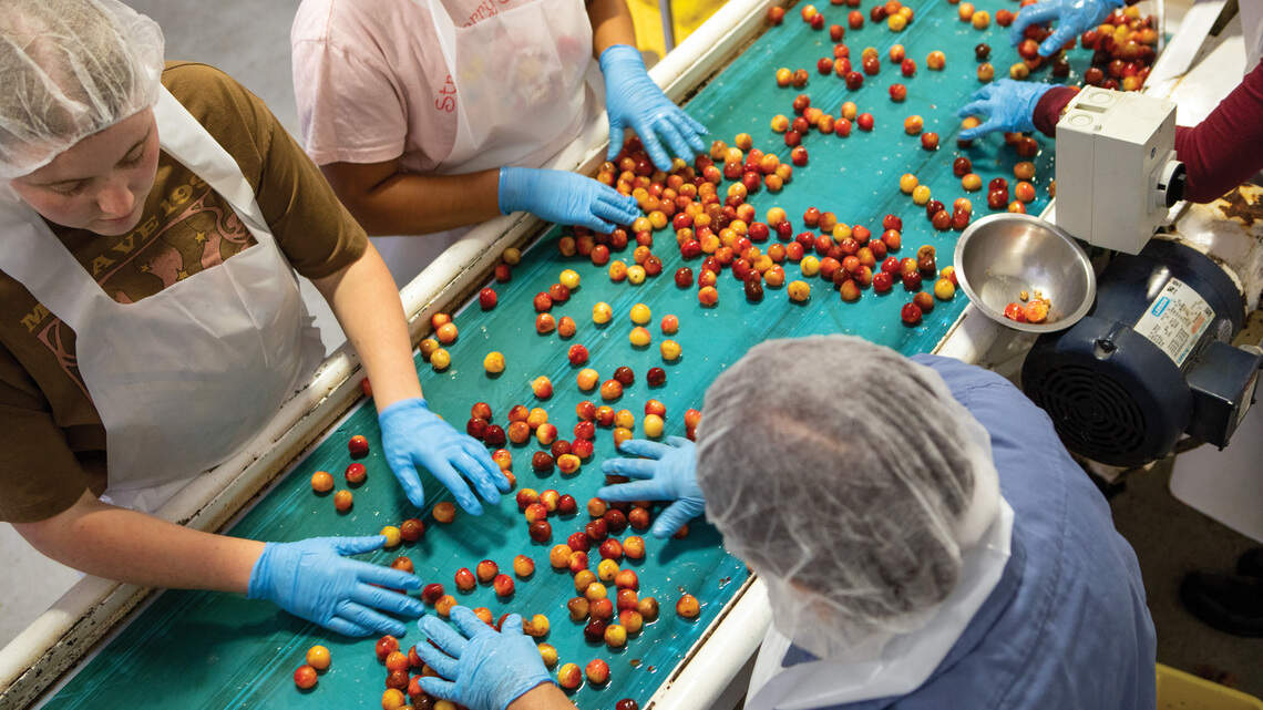 From tree to treat. See how Chukar Cherries makes the magic happen