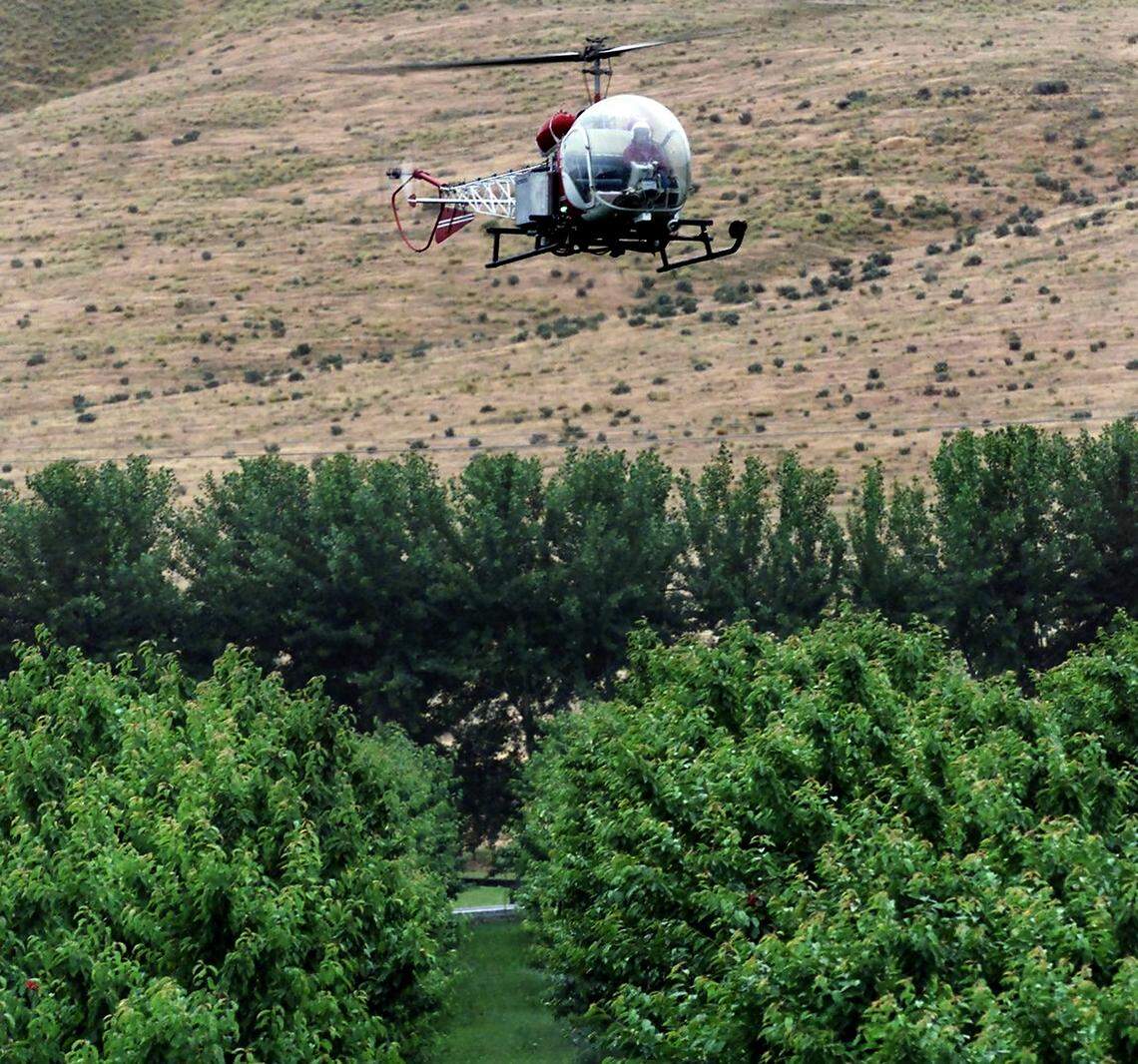A helicopter hovers over a South Kennewick cherry orchard shake off rainfall from the nearly ripe crop, in this file photo. The rain damages the fruit by causing splitting of the cherries.