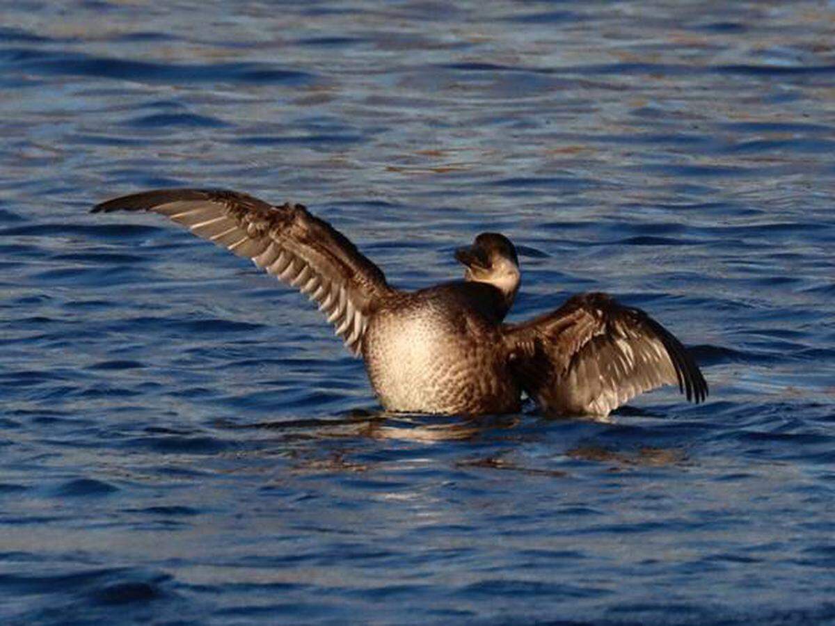 The female black scoter has mostly dark brown feathers, dark cap and cream-colored cheeks.