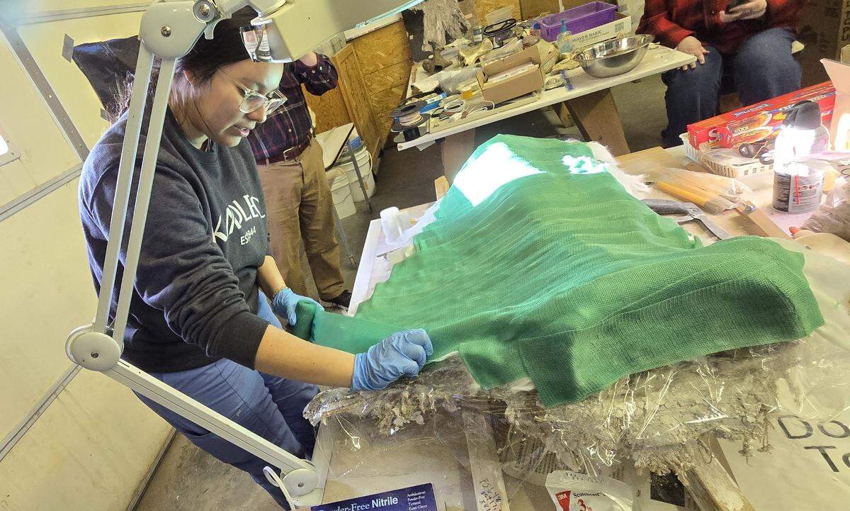 Clarissa Carrizales, a medical assistant at Kadlec Clinic Northwest Orthopedics and Sports Medicine, applies casting material to a mammoth scapula unearthed near Kennewick.
