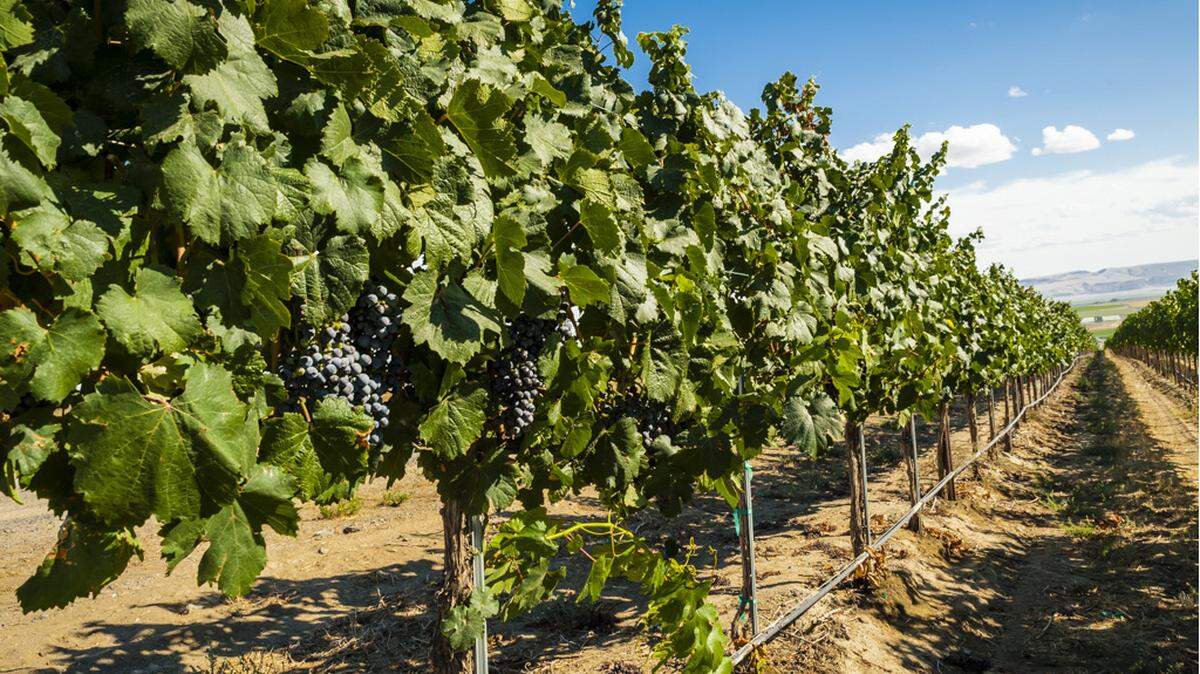 Clusters of Malbec ripen at Lawrence Vineyards on the Royal Slope near Othello, Wash.