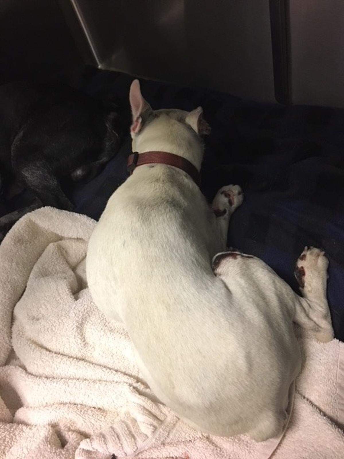 A West Richland vet reported that two dogs were brought in with injuries. This one is severely hurt and donations are being collected to help care for it.