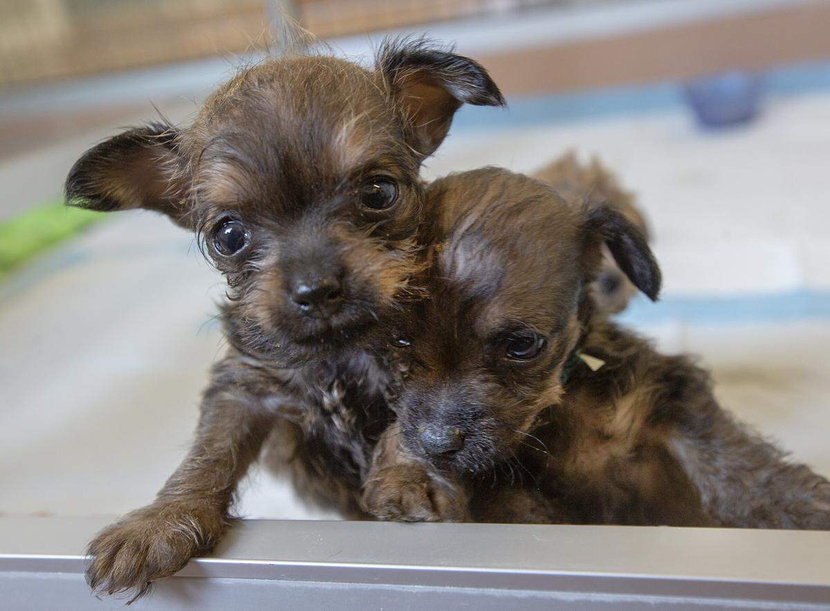 In six to seven weeks, the Yorkie puppies rescued from a duplex last week will be available for adoption. Over 400 people have submitted applications to adopt the dogs.