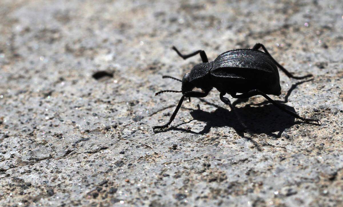 A darkling beetle, one of dozens seen, marches across the sidewalk in front of a driveway of a home on South Reed Court in Kennewick.