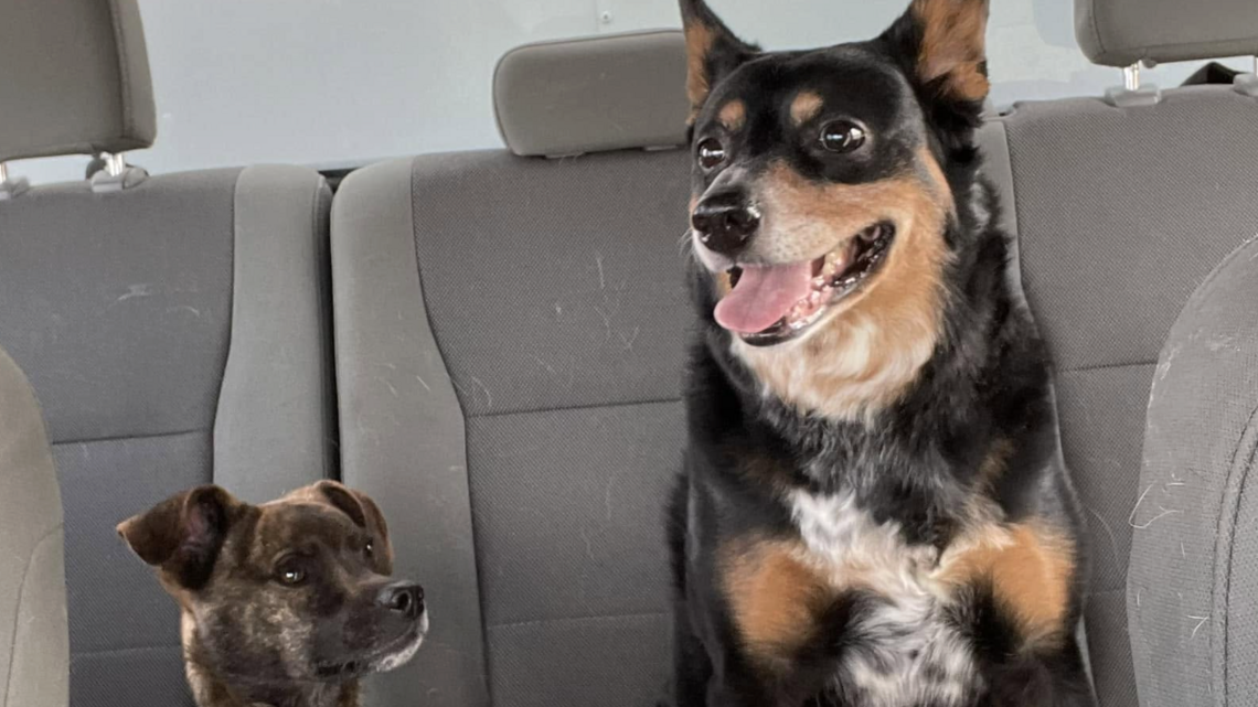 West Richland bids goodbye to 4-legged hero to dozens of lost pets