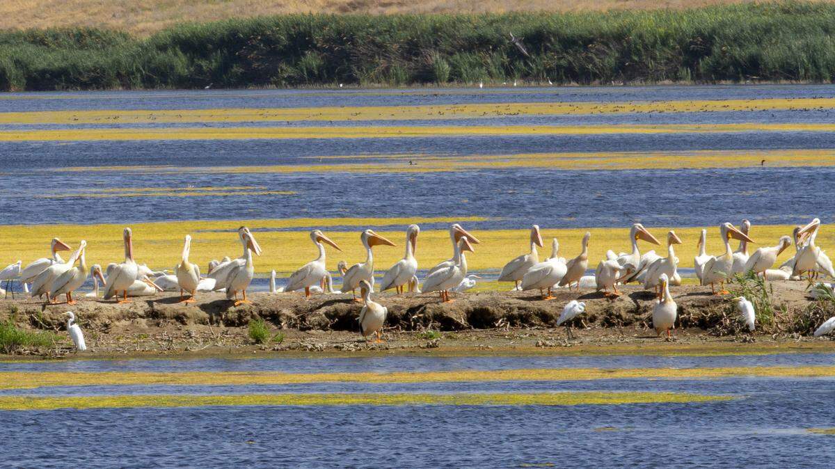 Dozens of American white pelicans rest at the Burbank slough at the McNary National Wildlife Refuge, six miles southeast of Pasco. The birds, which weigh about 11 to 20 pounds, are a familiar sight in the area during the summer. Public areas of the refuge are open daily from sunrise to sunset. The headquarters at 64 Maple St. is open 8 a.m. to 4 p.m., Monday to Thursday, and 8 a.m. to 3:30 p.m. Friday.