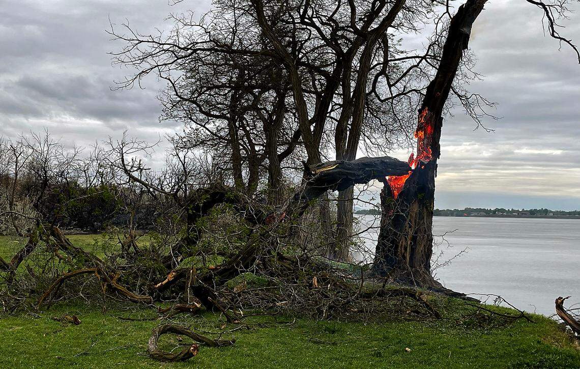 A trees still burns the morning after a natural cover fire scorched a section of land between the roadway and river in Kennewick’s Columbia Park.