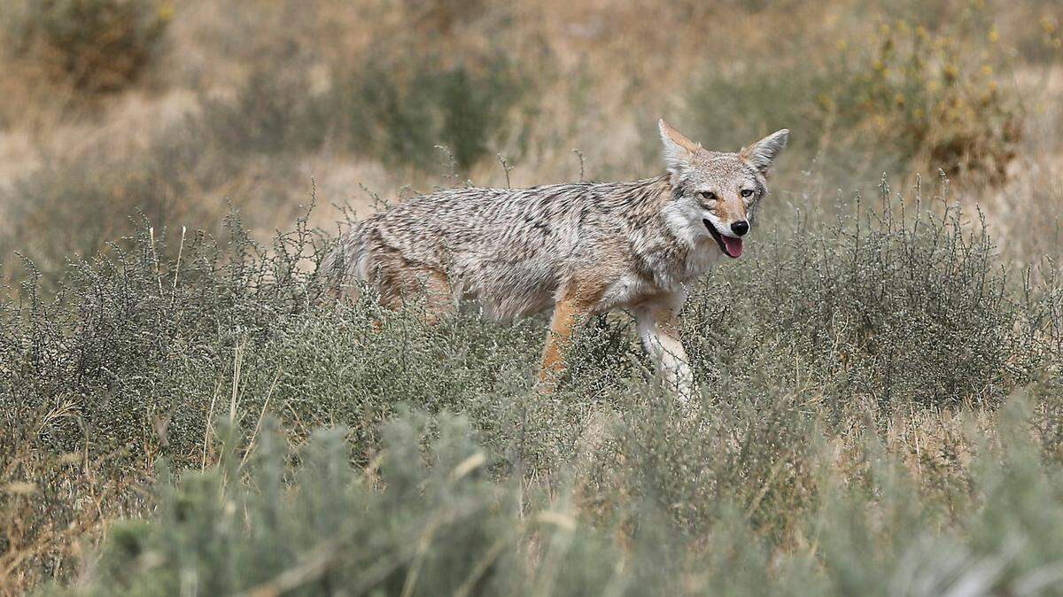 The Vicksburg National Military Park in Mississippi is warning visitors about an “aggressive” coyote seen roaming the area. It’s not the coyote pictured above.