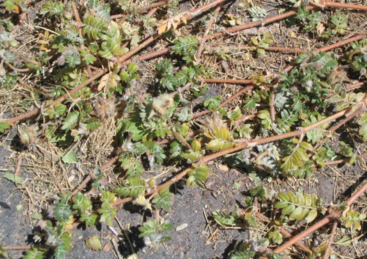 Puncture Vine