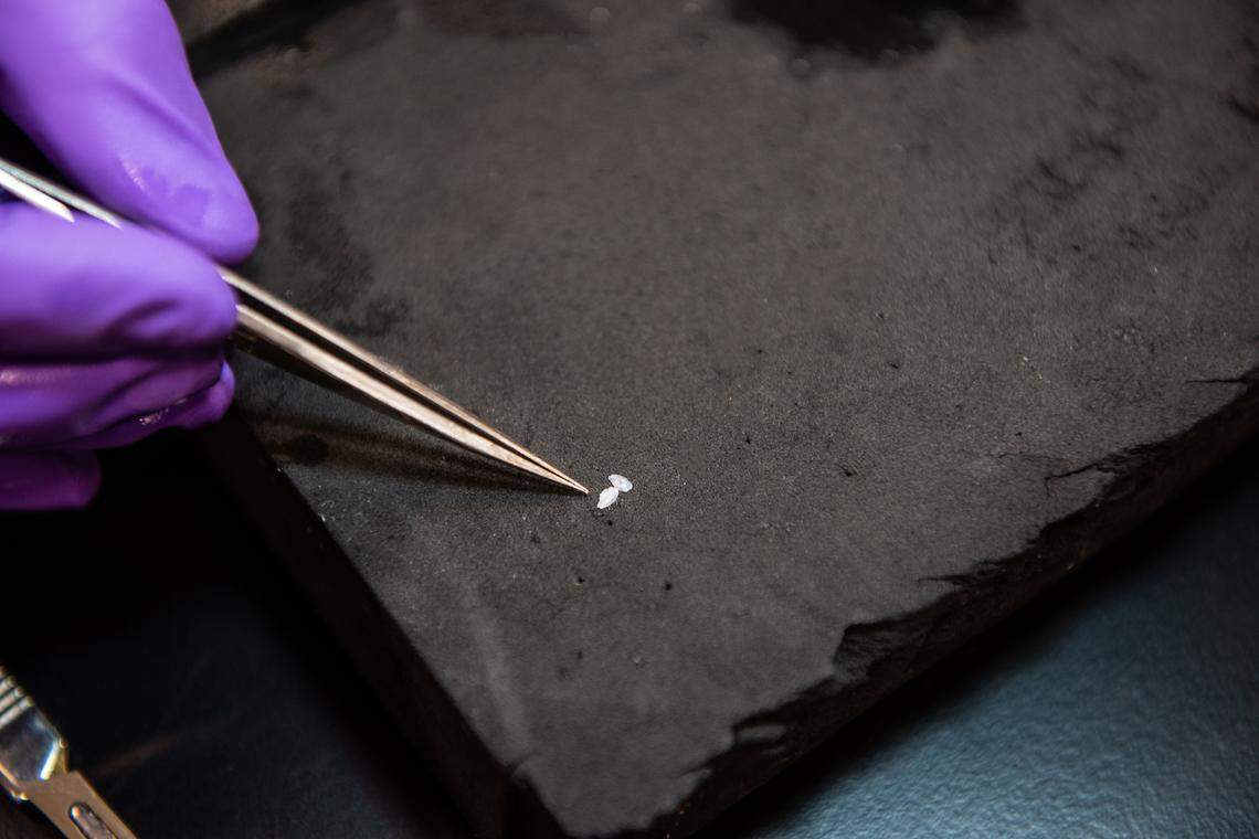 Researchers at PNNL are studying tiny ear bones of fish to learn about their migration. Matching the chemistry of various bodies of water with the chemistry incorporated in the concentric rings that form the ear bones over a fish’s lifetime reveals information about where the fish has been.